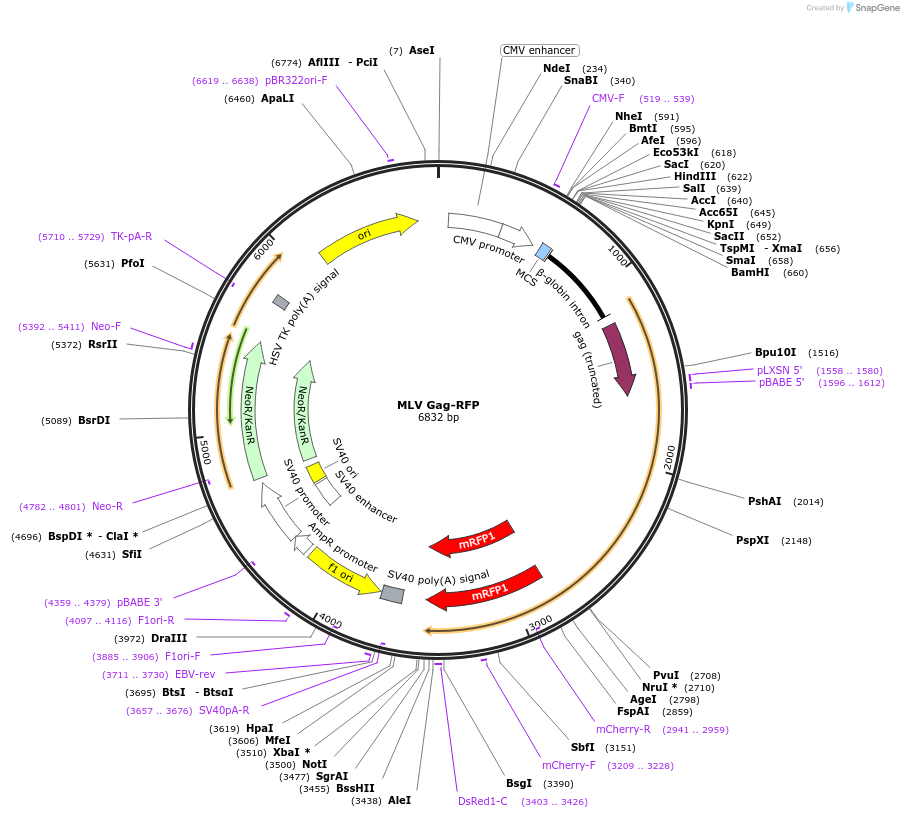 1814-plasmid-map-sequence-id-371