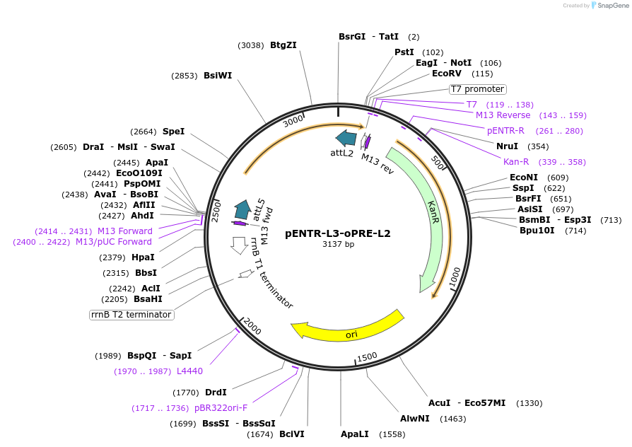 32415-plasmid-map-sequence-id-37103