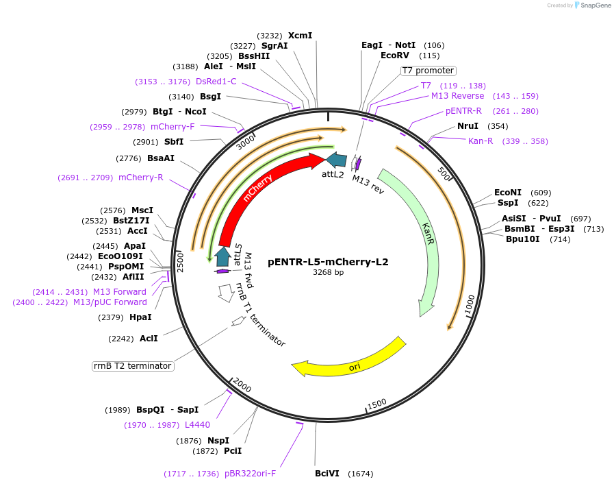 32416-plasmid-map-sequence-id-37104