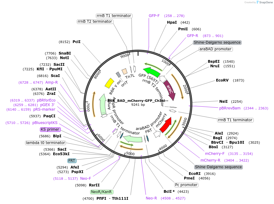 187396-plasmid-map-sequence-id-371114