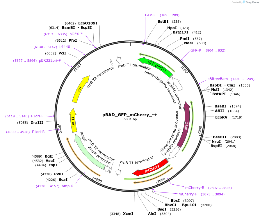 187392-plasmid-map-sequence-id-371122
