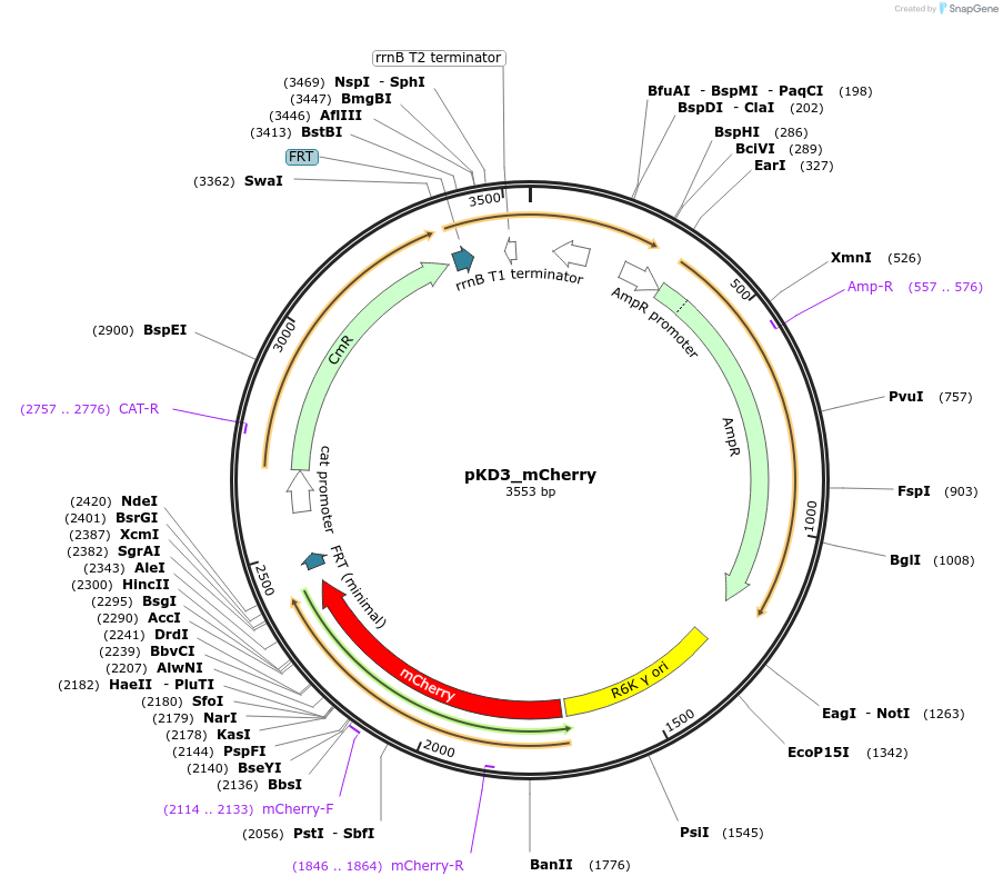 187385-plasmid-map-sequence-id-371123