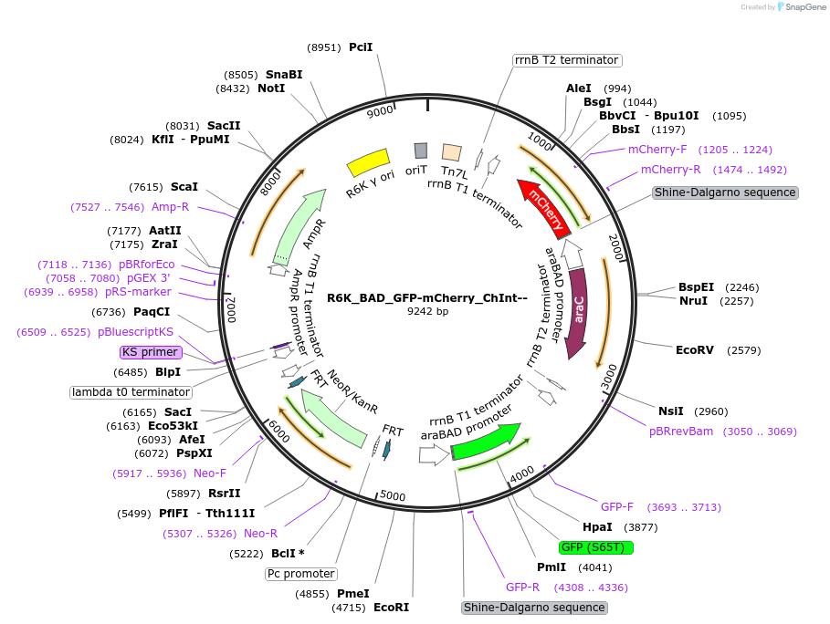 187394-plasmid-map-sequence-id-371125