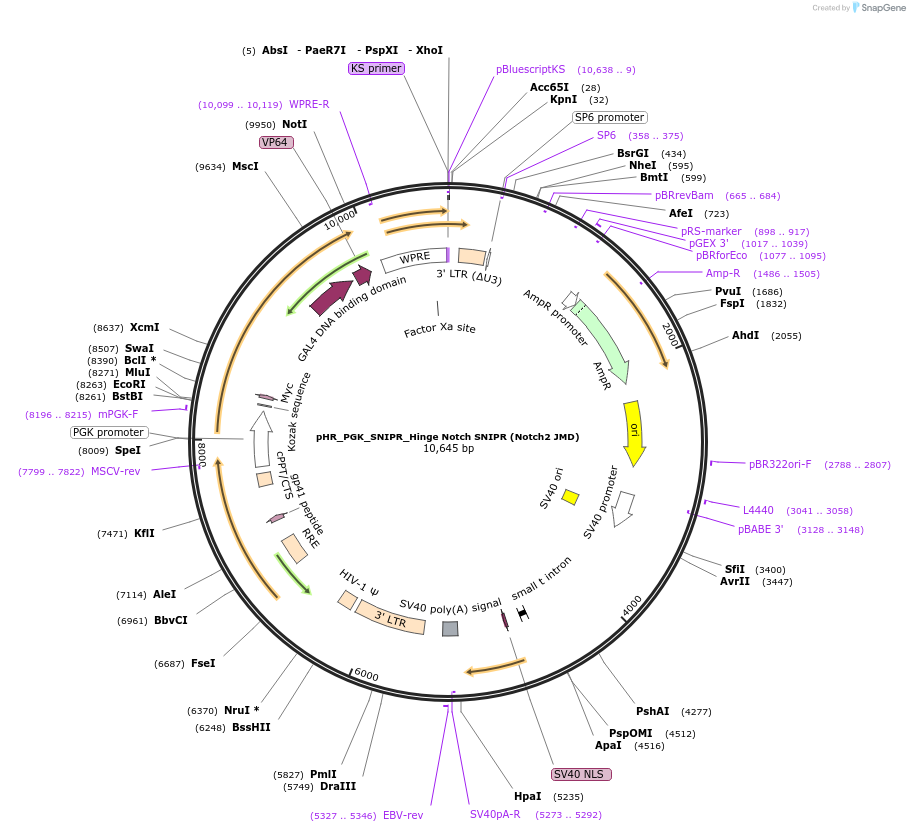 188375-plasmid-map-sequence-id-371126