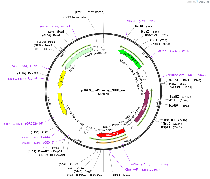 187390-plasmid-map-sequence-id-371127