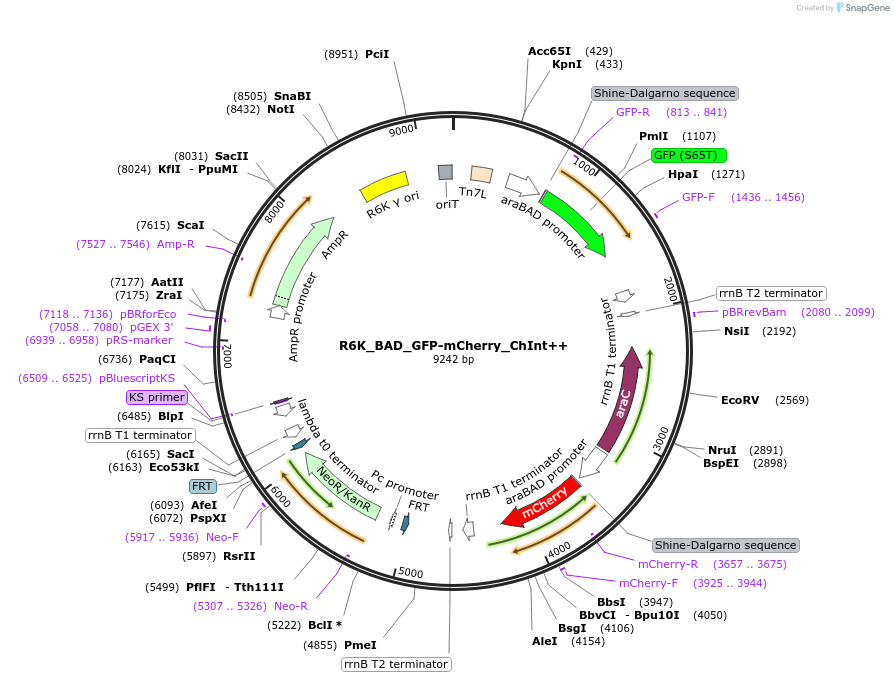 187393-plasmid-map-sequence-id-371128