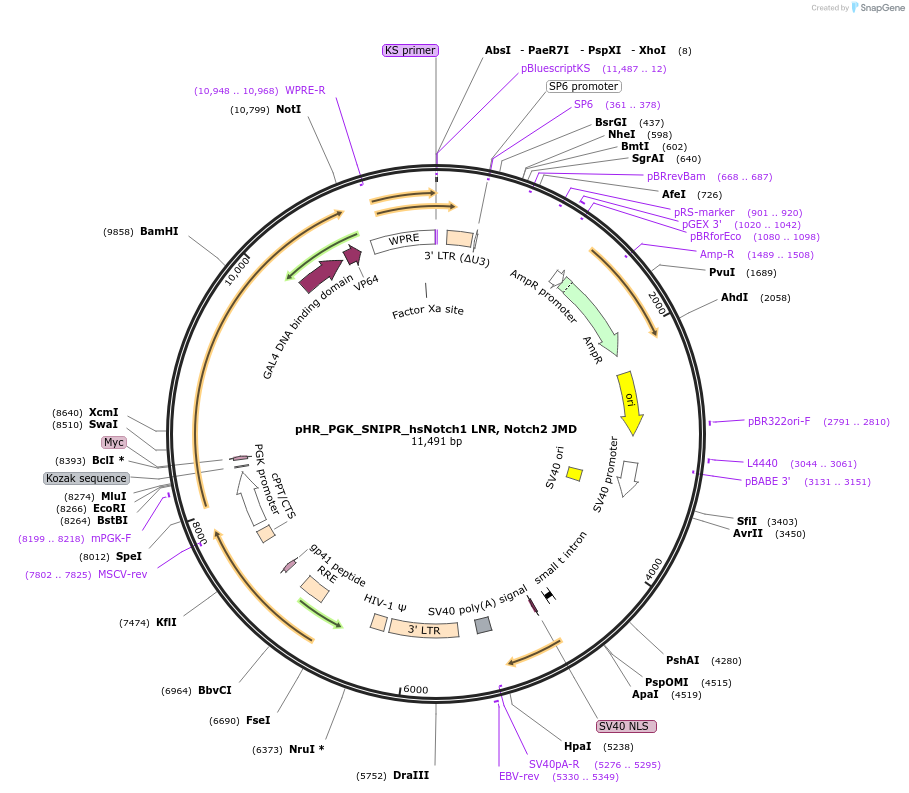 188374-plasmid-map-sequence-id-371129
