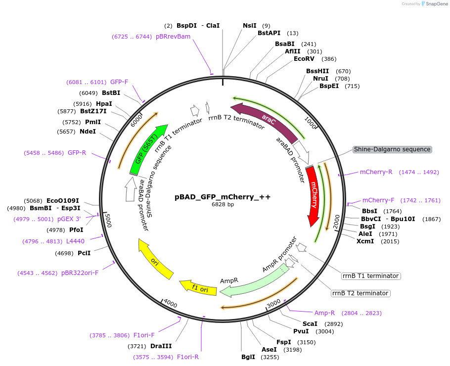 187391-plasmid-map-sequence-id-371130