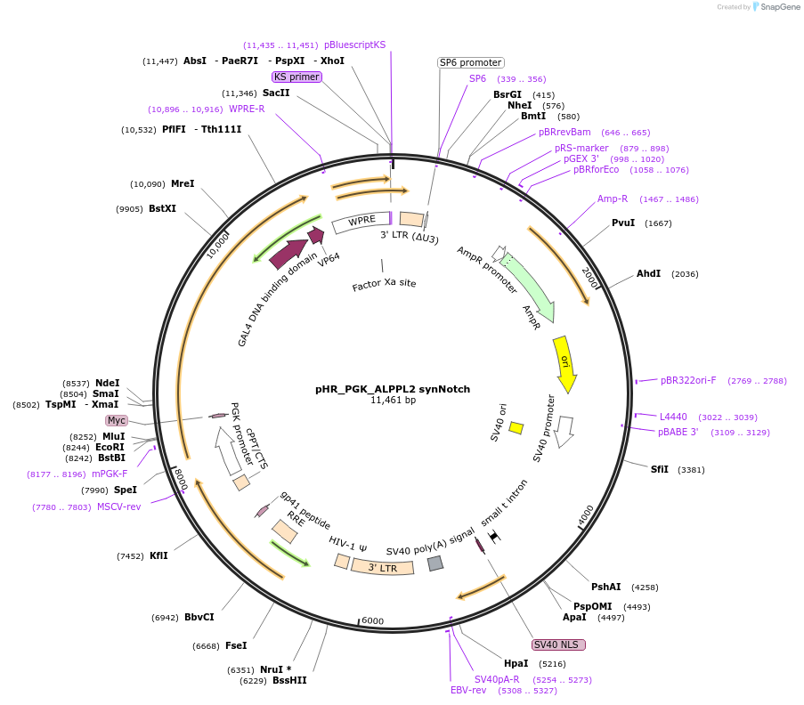 188376-plasmid-map-sequence-id-371134