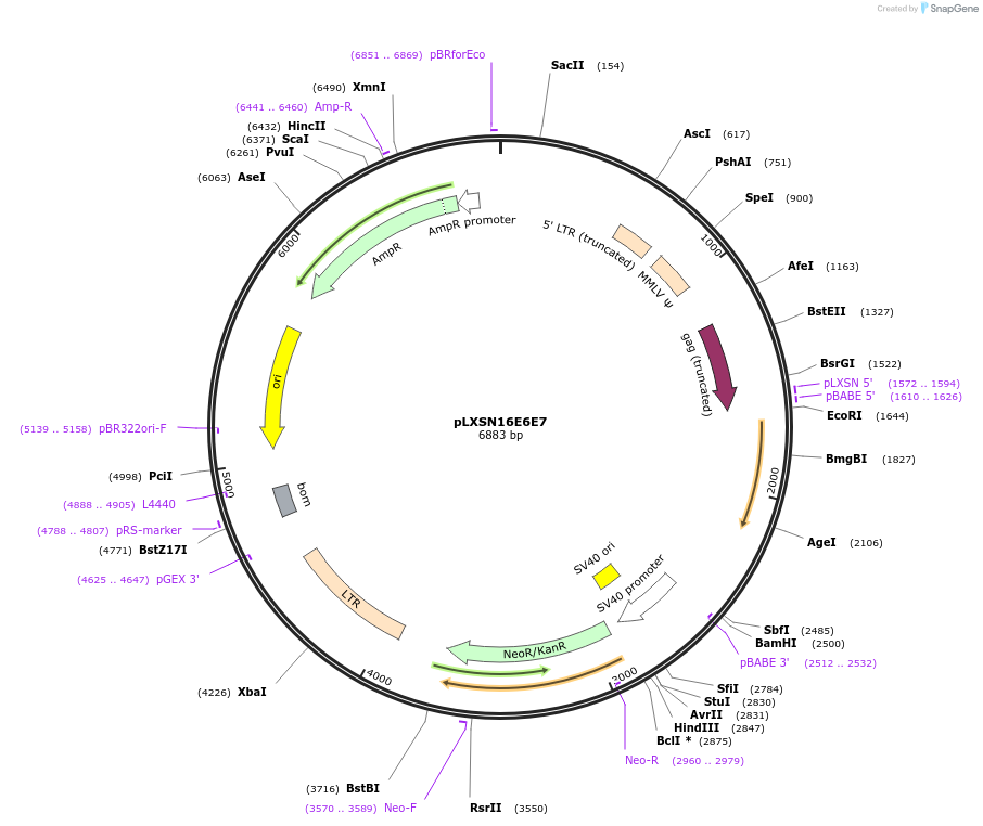 52394-plasmid-map-sequence-id-371138