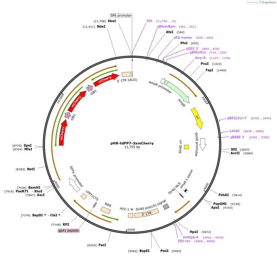74926-plasmid-map-sequence-id-371148