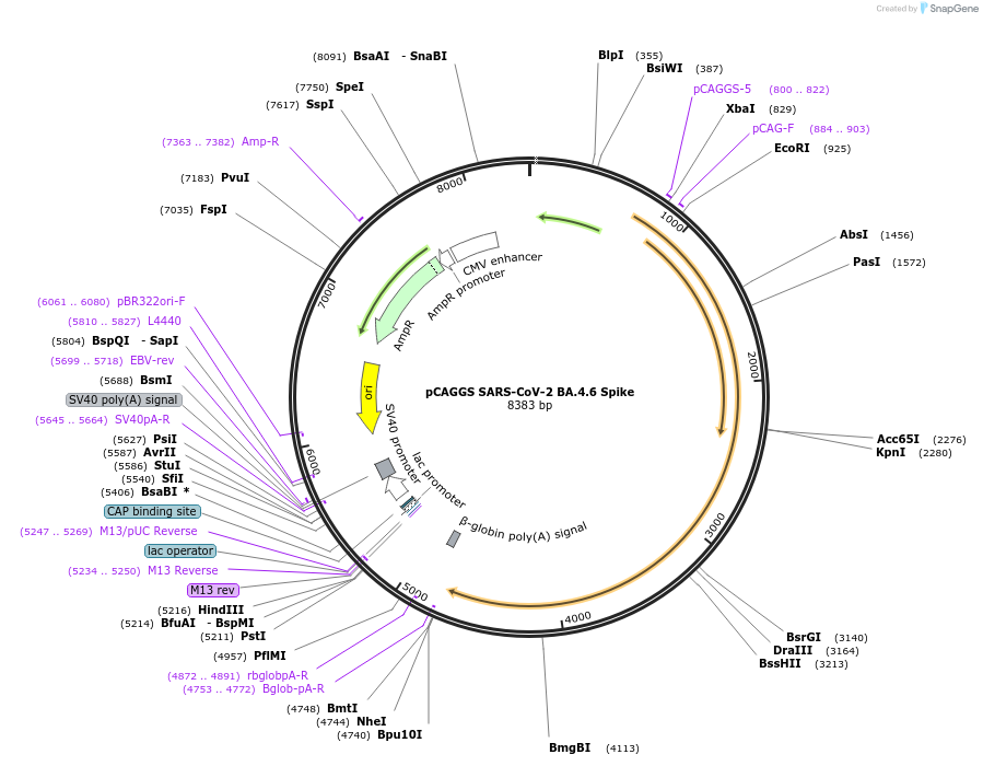 190013-plasmid-map-sequence-id-371149
