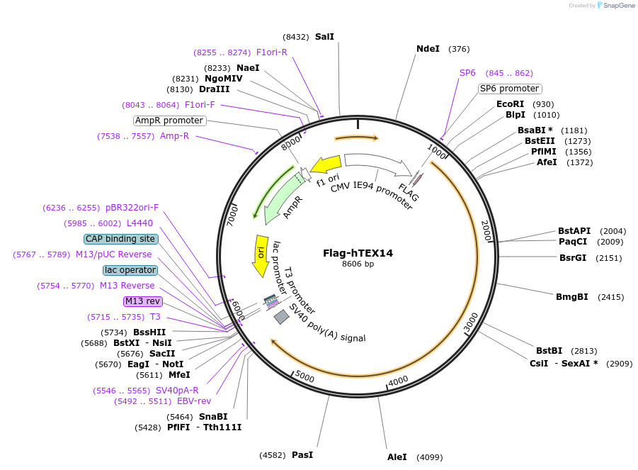 190430-plasmid-map-sequence-id-371154