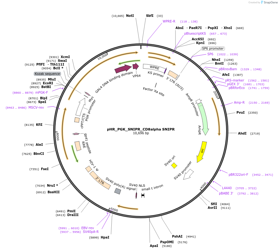 188357-plasmid-map-sequence-id-371155