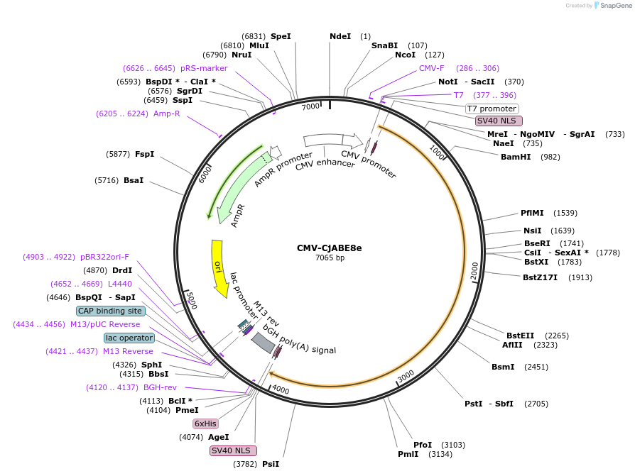 189929-plasmid-map-sequence-id-371172