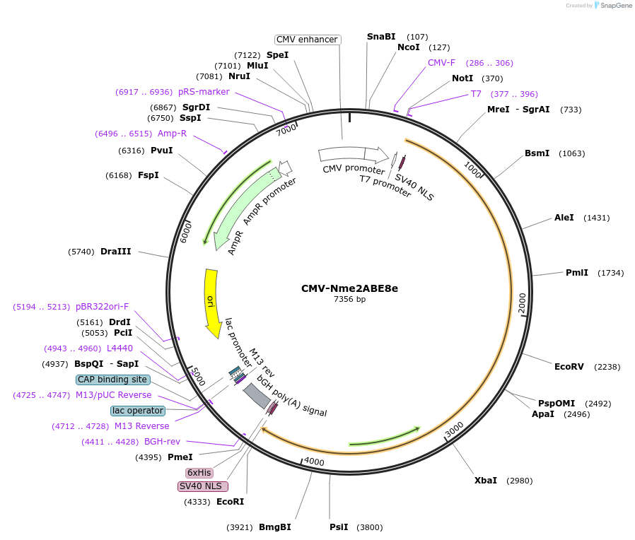 189928-plasmid-map-sequence-id-371173