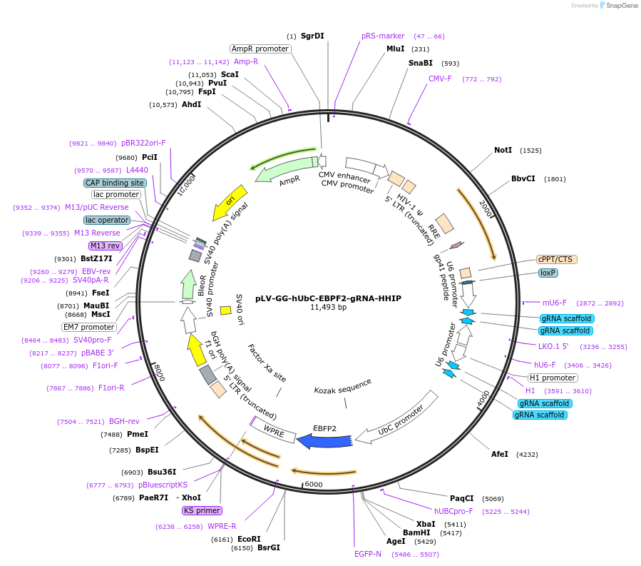 185551-plasmid-map-sequence-id-371175