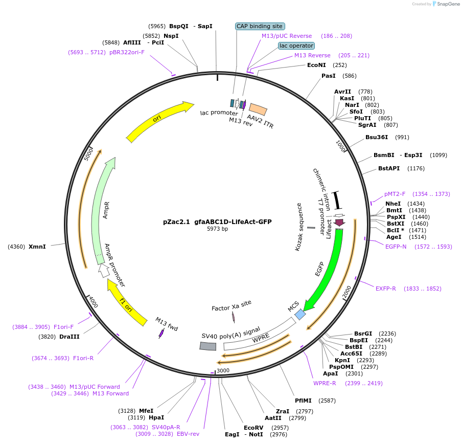 190199-plasmid-map-sequence-id-371188