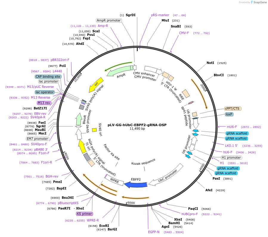 185549-plasmid-map-sequence-id-371194