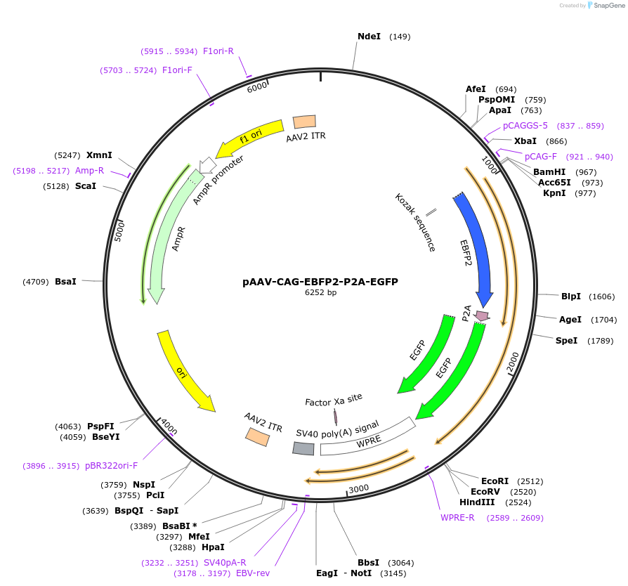 184938-plasmid-map-sequence-id-371196