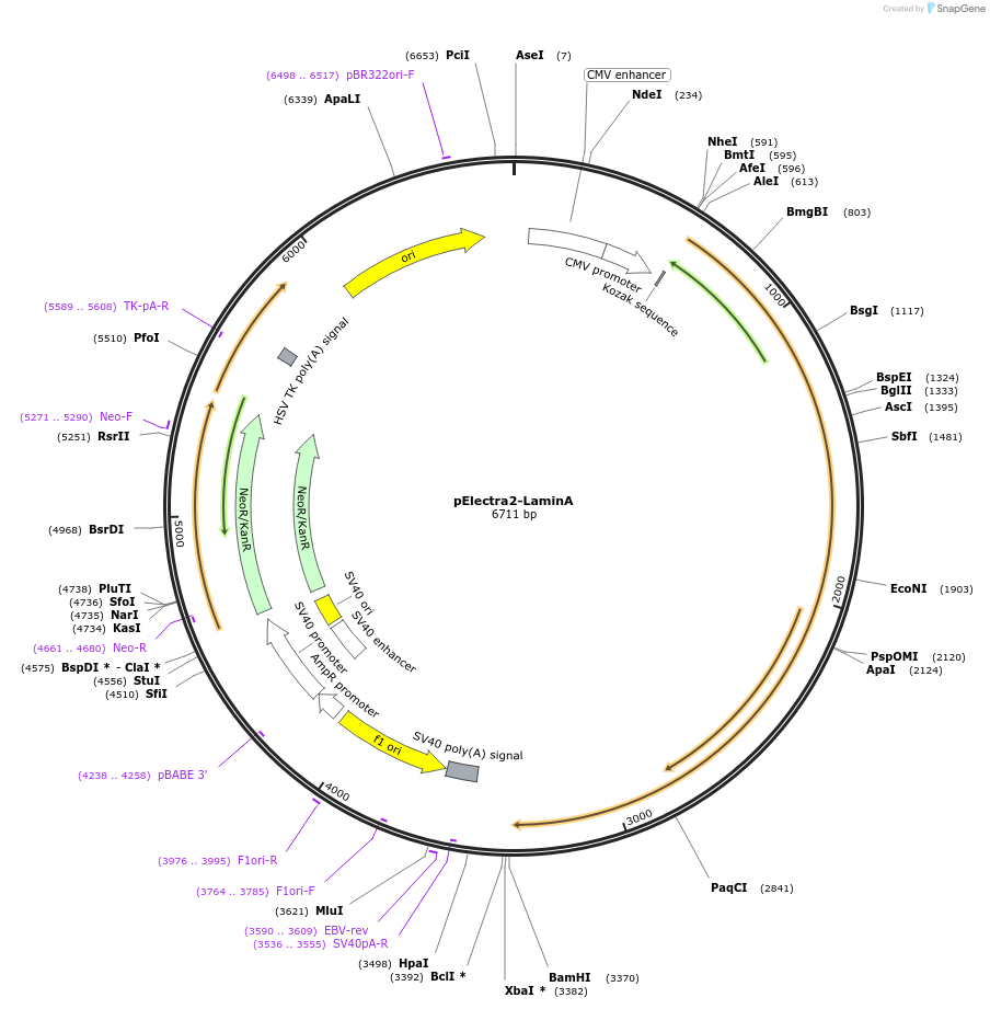 179483-plasmid-map-sequence-id-371201