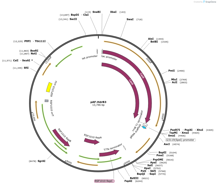 184908-plasmid-map-sequence-id-371208