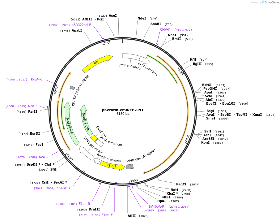 178972-plasmid-map-sequence-id-371214