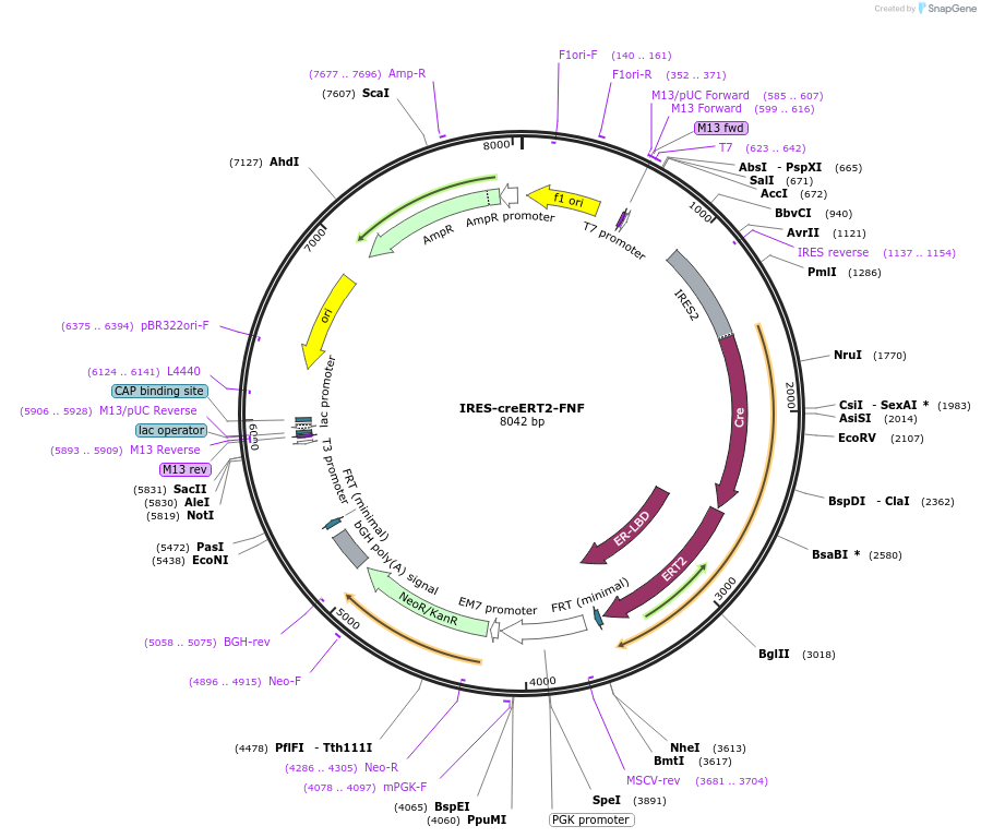 188230-plasmid-map-sequence-id-371215