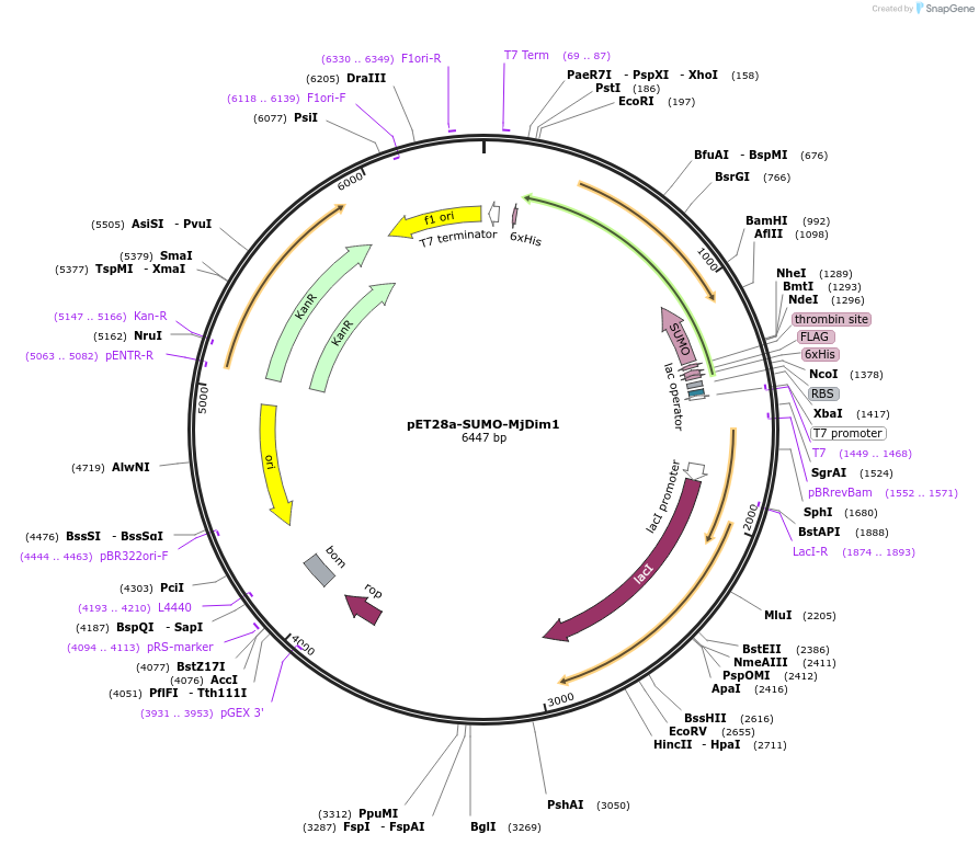 189936-plasmid-map-sequence-id-371224