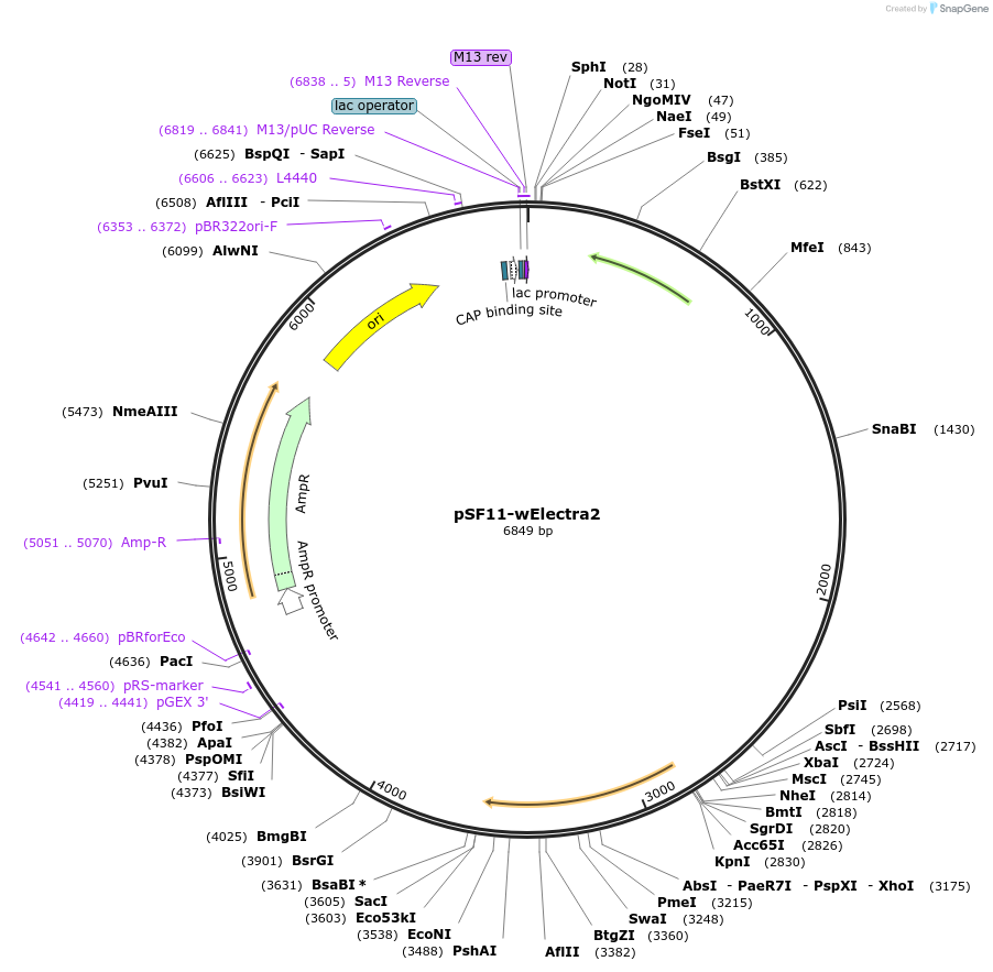184933-plasmid-map-sequence-id-371228