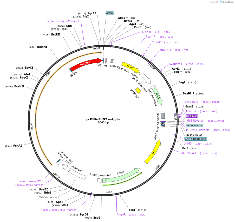 187679-plasmid-map-sequence-id-371231