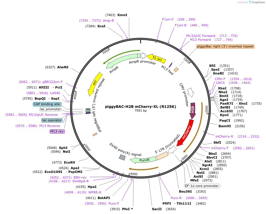 189926-plasmid-map-sequence-id-371233
