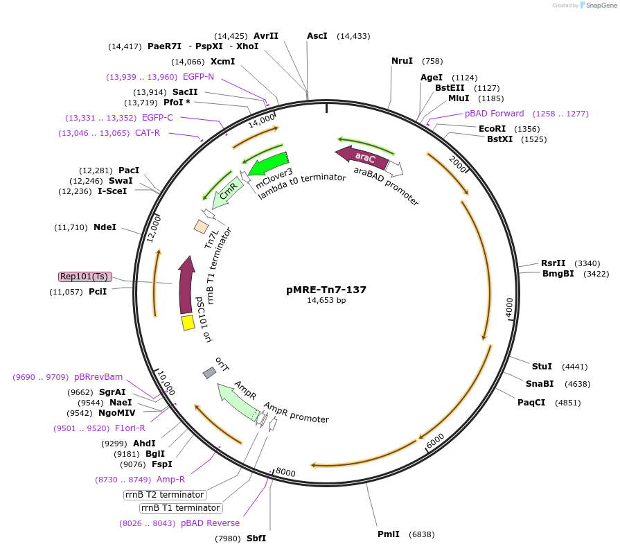 118555-plasmid-map-sequence-id-371237