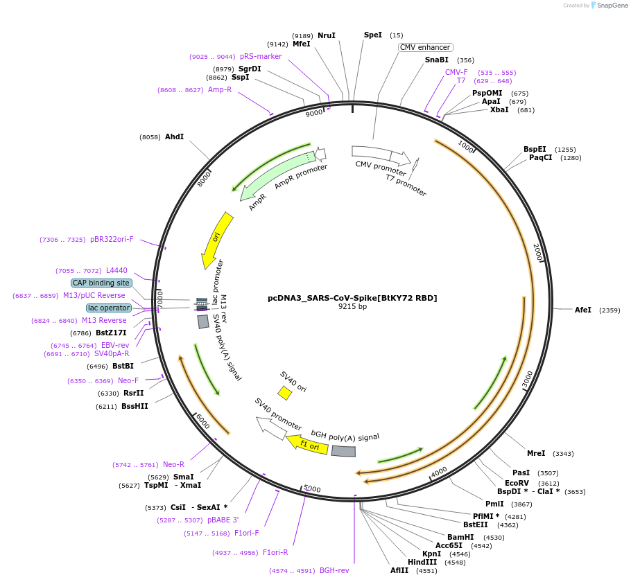 190081-plasmid-map-sequence-id-371274
