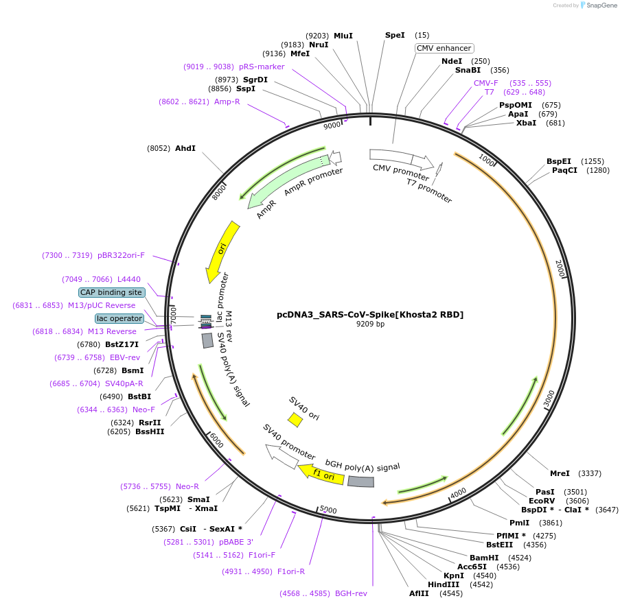 190083-plasmid-map-sequence-id-371277
