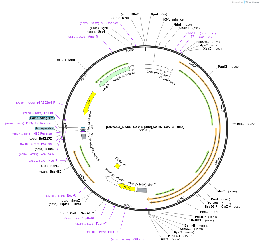 190086-plasmid-map-sequence-id-371279
