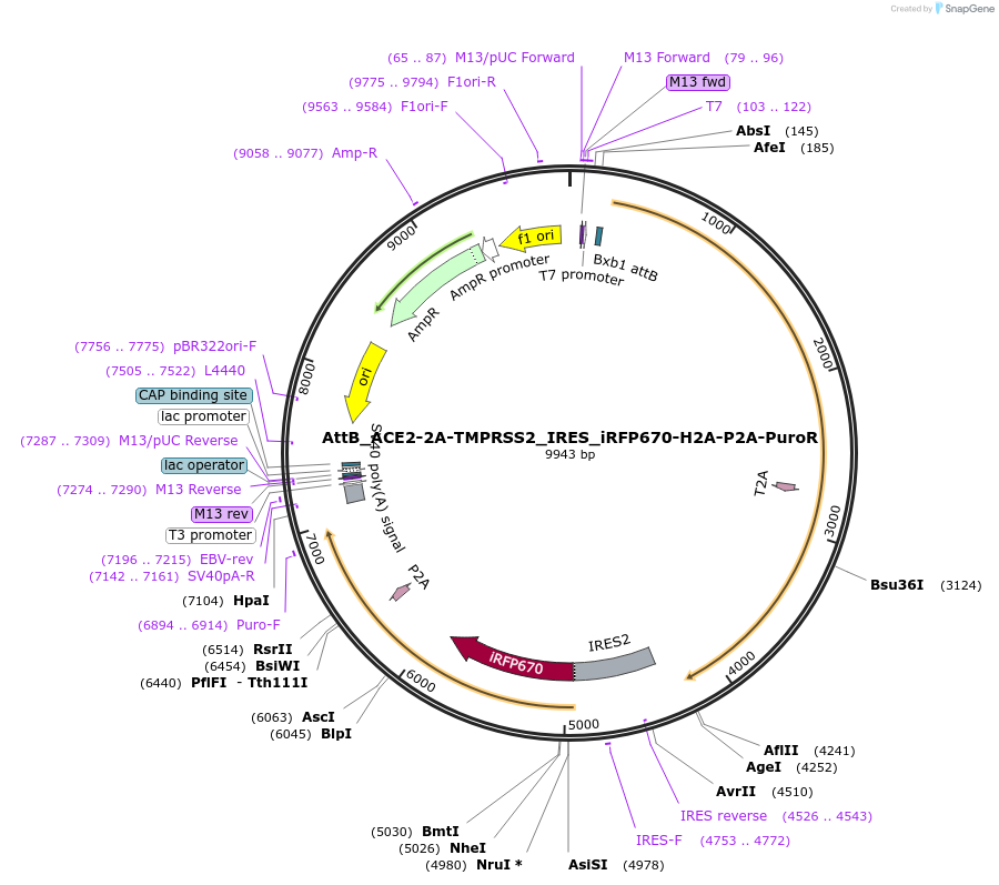 190077-plasmid-map-sequence-id-371280