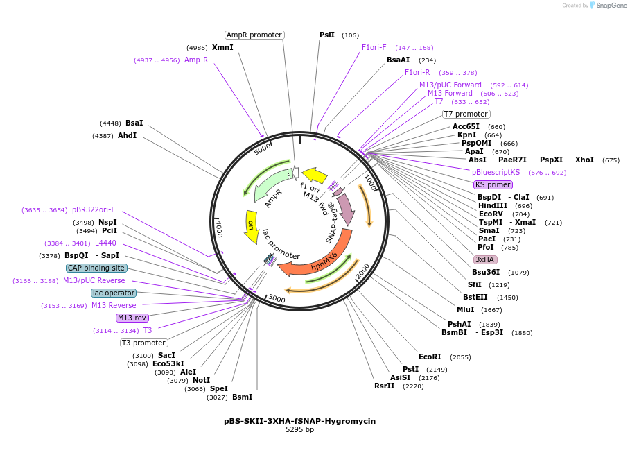 188914-plasmid-map-sequence-id-371283