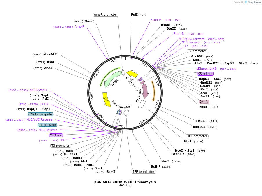 188920-plasmid-map-sequence-id-371296