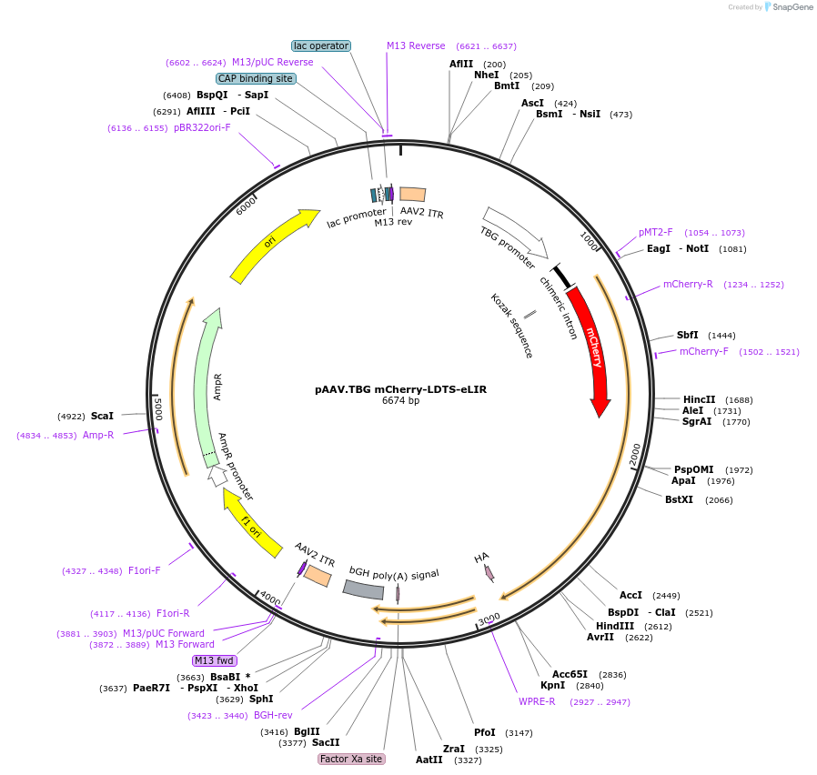 189002-plasmid-map-sequence-id-371297