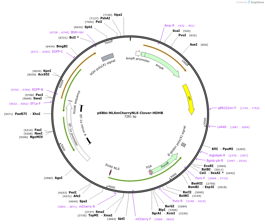 190223-plasmid-map-sequence-id-371298