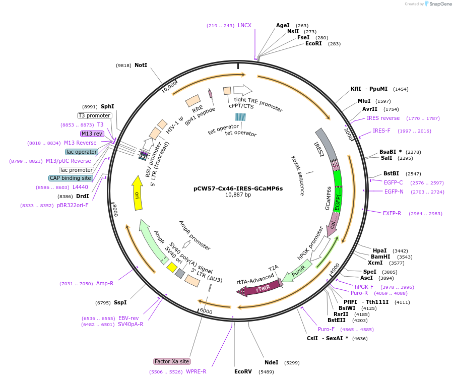 188238-plasmid-map-sequence-id-371308