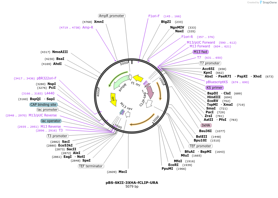 188922-plasmid-map-sequence-id-371309