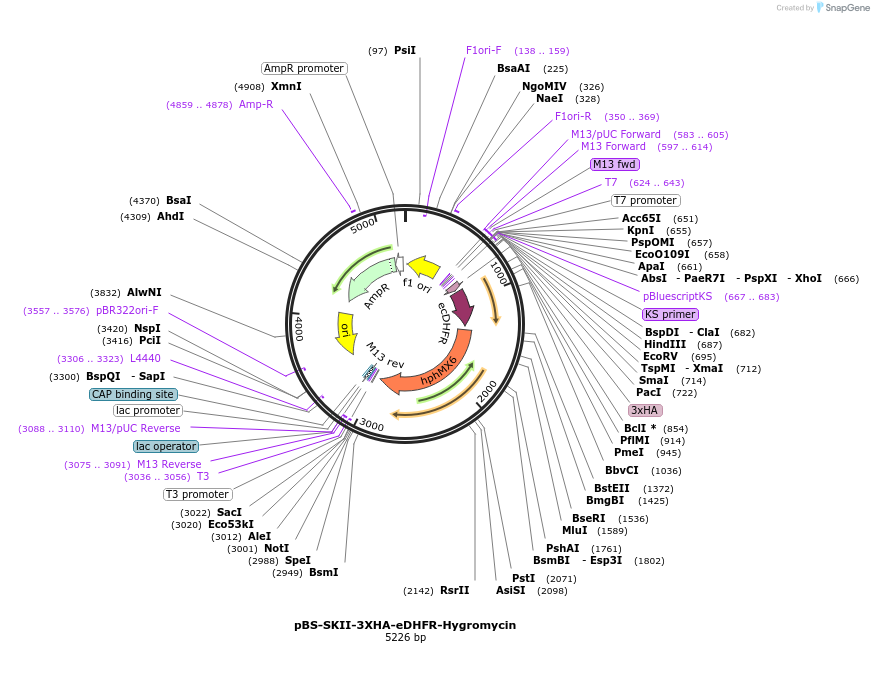 188924-plasmid-map-sequence-id-371319