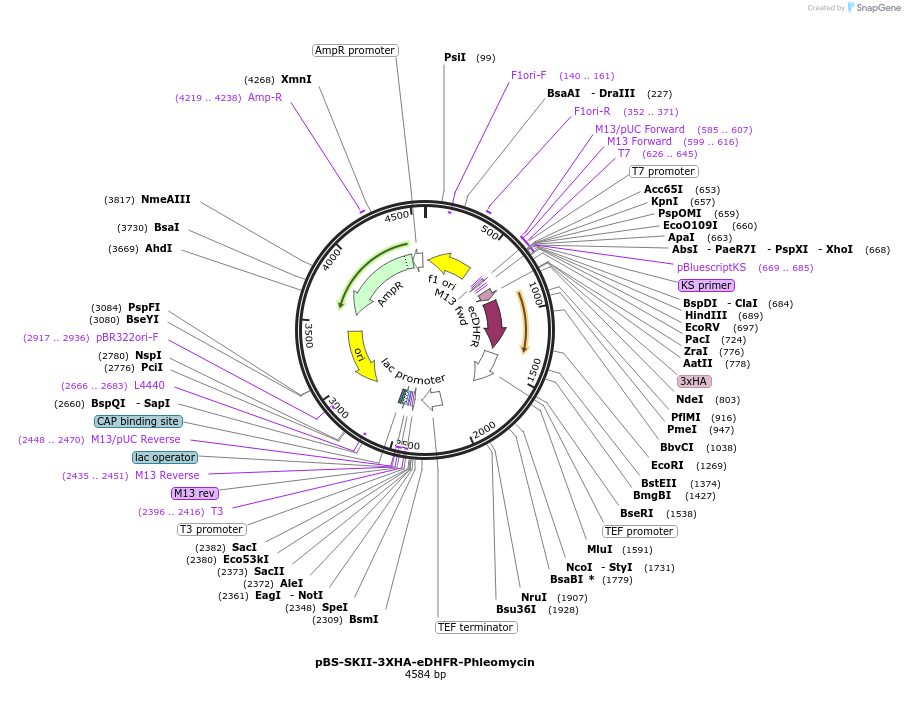 188925-plasmid-map-sequence-id-371324