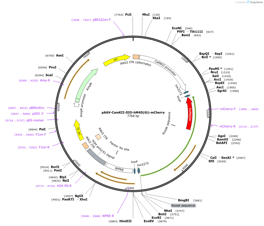 190240-plasmid-map-sequence-id-371325