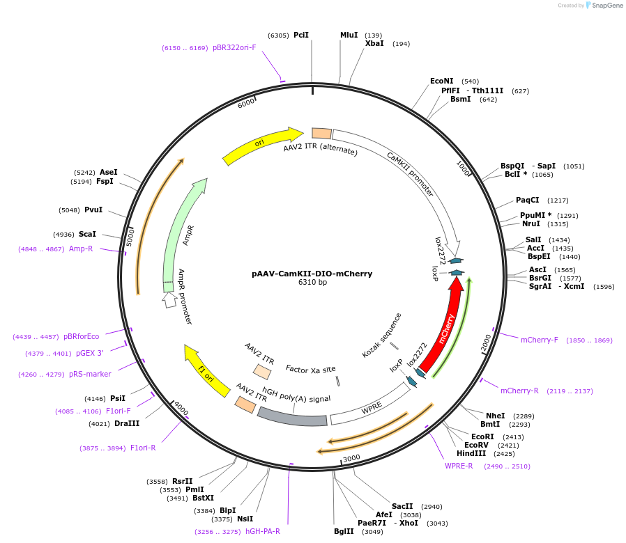 190241-plasmid-map-sequence-id-371327