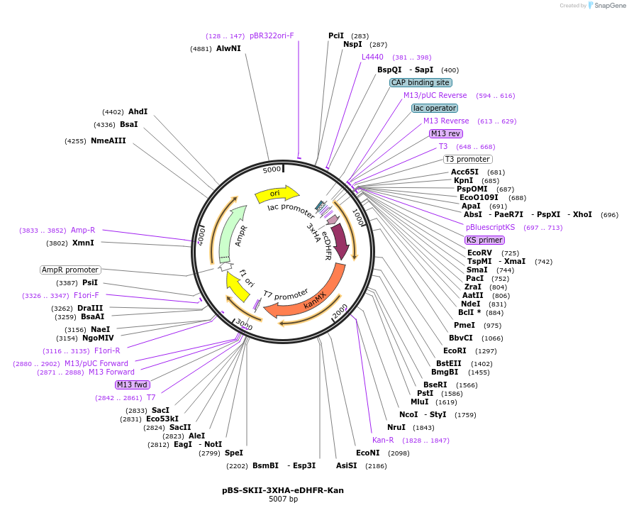 188928-plasmid-map-sequence-id-371329