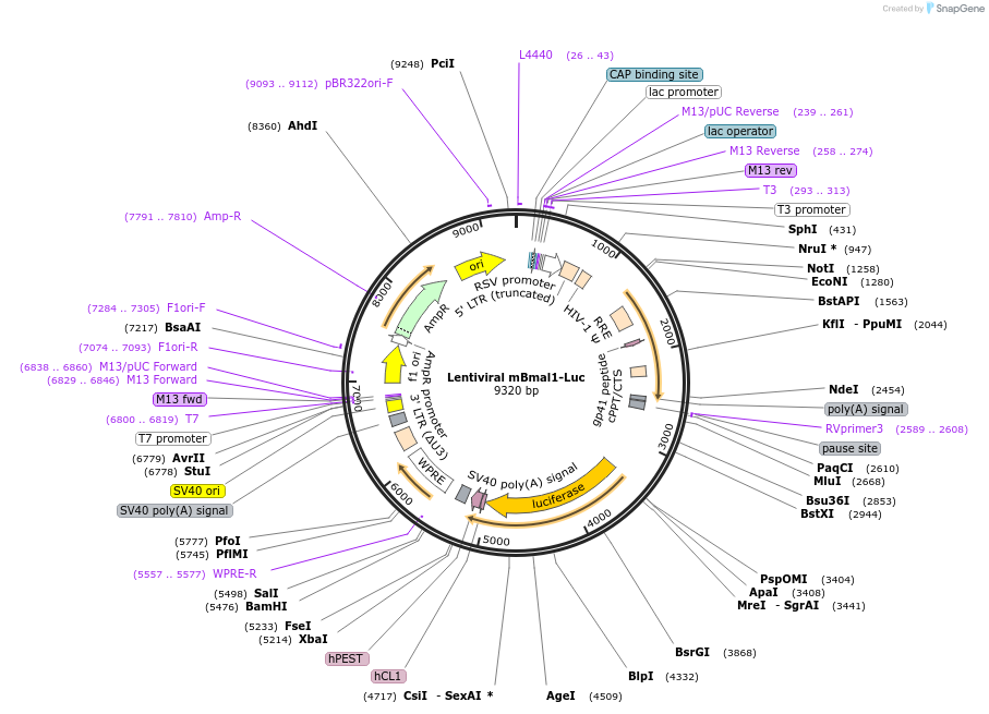 182762-plasmid-map-sequence-id-371330
