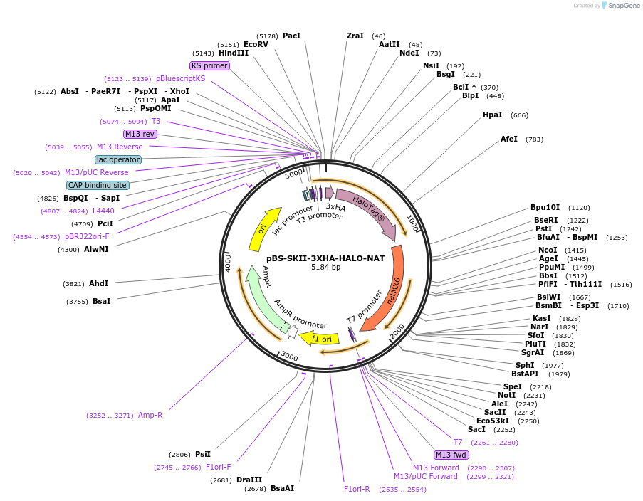 188931-plasmid-map-sequence-id-371335